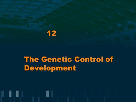 12 The Genetic Control of Development. Gene Regulation in Development Key process in development is pattern formation = emergence of spatially organized.