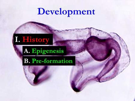 Development A. Epigenesis I. History B. Pre-formation.