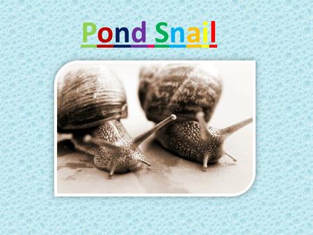Pond SnailPond Snail. Appearance : Their shell colour varies from yellow-brown to dark brown or grey with a pointed end (spire). Their skin is also dark.