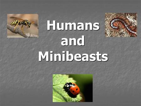 Humans and Minibeasts.