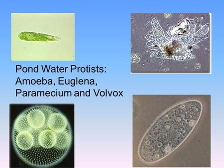 Pond Water Protists: Amoeba, Euglena, Paramecium and Volvox