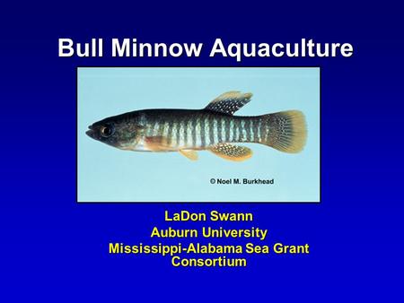 Bull Minnow Aquaculture LaDon Swann Auburn University Mississippi-Alabama Sea Grant Consortium.