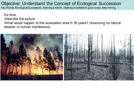 Objective: Understand the Concept of Ecological Succession Key Words: Ecological Succession, draining a marsh, clearing woodland to grow crops, strip mining.