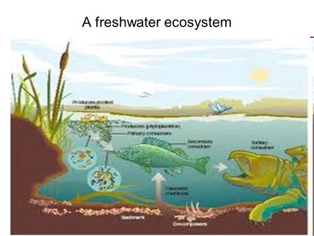 1 A freshwater ecosystem. 2 3 Pondfish Ecosystem An ecosystem is a dynamic complex of plant, animal,and microorganism communities and the nonliving environment,
