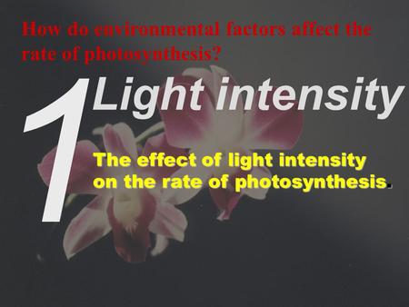1 How do environmental factors affect the rate of photosynthesis? Light intensity The effect of light intensity on the rate of photosynthesis.