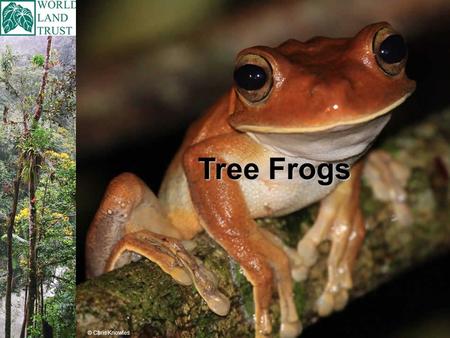 Tree Frogs © Chris Knowles. There are over 600 different types (species) of Tree Frog. Tree Frogs are found in the tropics, the areas around the tropics,