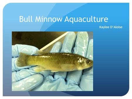 Bull Minnow Aquaculture Kaylee D’Aloise. Taxonomy Scientific Name: -Fundulus grandis Common Names: -gulf Killifish -mud minnows -mudfish -bullminnow.