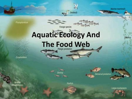 Aquatic Ecology And The Food Web. some Understanding of the aquatic ecosystem is necessary before fisheries managers or pond owners can begin to understand.