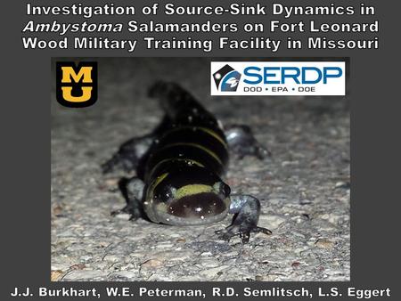 Objectives What is a metapopulation? Case study using 2 species of Ambystoma salamanders Example management tool for increasing connectivity.