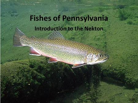 Fishes of Pennsylvania Introduction to the Nekton.