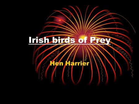 Irish birds of Prey Hen Harrier. The Hen Harrier is one of few birds of prey that live in Ireland. A Hen Harrier is a middle sized bird and mainly eats.
