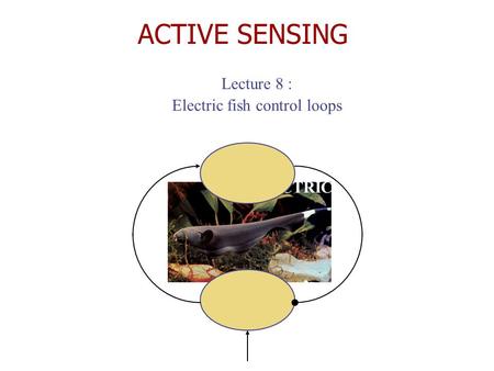 ACTIVE SENSING Lecture 8 : Electric fish control loops ELECTRIC FISH.
