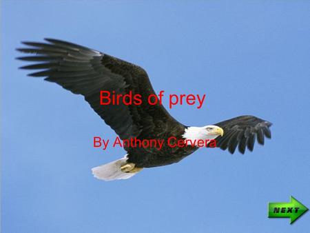 Birds of prey By Anthony Cervera.