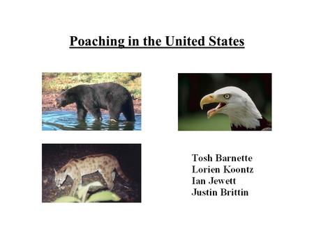 Poaching in the United States. Definition: Poaching is the hunting and killing of any animal illegally.