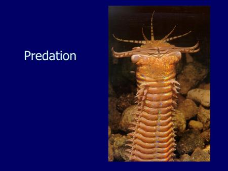 Predation. Key Topics Types of predation. Effects of predation on prey populations and communities. The Refuge Theory. The keystone Predator Theory.