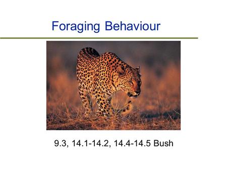 Foraging Behaviour 9.3, 14.1-14.2, 14.4-14.5 Bush.