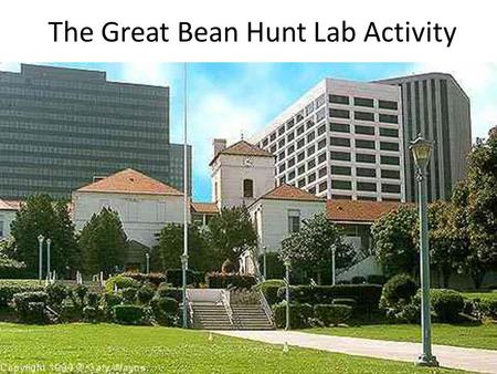 The Great Bean Hunt Lab Activity