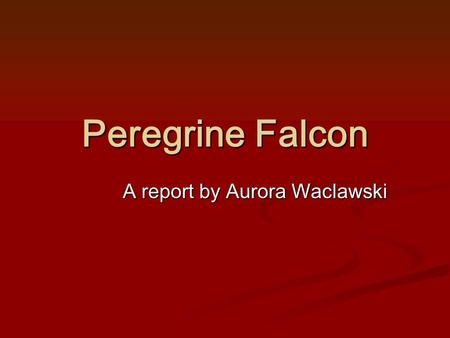 Peregrine Falcon A report by Aurora Waclawski. 1 What is a Peregrine Falcon? A peregrine Falcon is a small but very fast falcon. They are one of the fastest.