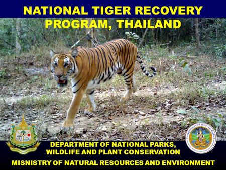 NATIONAL TIGER RECOVERY PROGRAM, THAILAND DEPARTMENT OF NATIONAL PARKS, WILDLIFE AND PLANT CONSERVATION MISNISTRY OF NATURAL RESOURCES AND ENVIRONMENT.