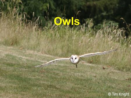 Owls. Owls are nocturnal hunting birds with eyes that face forwards. They are closely related to hawks. Owls sleep during the day and emerge at night.