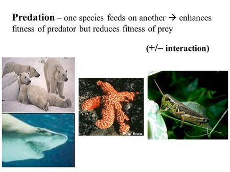 Predation – one species feeds on another  enhances fitness of predator but reduces fitness of prey ( +/– interaction)