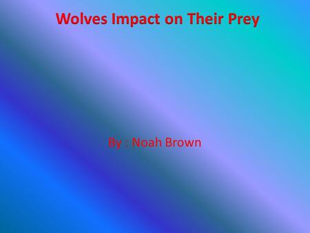 By : Noah Brown. The Populations of Gray Wolves What Wolves Eat Wolves usually try to eat the sick old or young elk, but every once in a while will go.