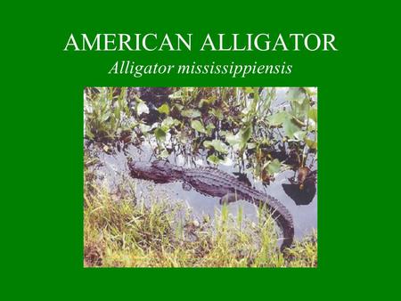 AMERICAN ALLIGATOR Alligator mississippiensis. IDENTIFICATION One of the largest living reptiles Has a large rounded body with thick limbs Size: Adult.