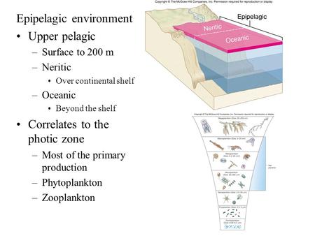 Epipelagic environment Upper pelagic –Surface to 200 m –Neritic Over continental shelf –Oceanic Beyond the shelf Correlates to the photic zone –Most of.