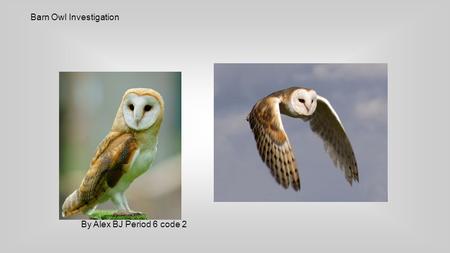 Barn Owl Investigation By Alex BJ Period 6 code 2.