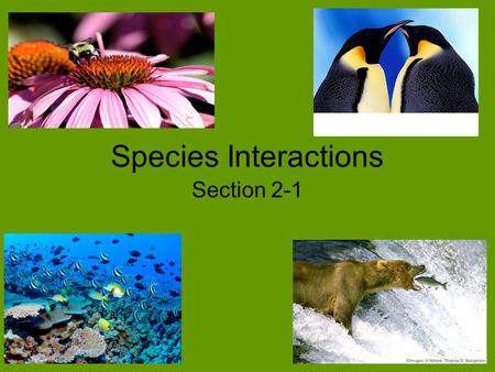 Species Interactions Section 2-1. Species Interactions Species within a community develop close interactions, known as symbiosis. –“Sym” means together.