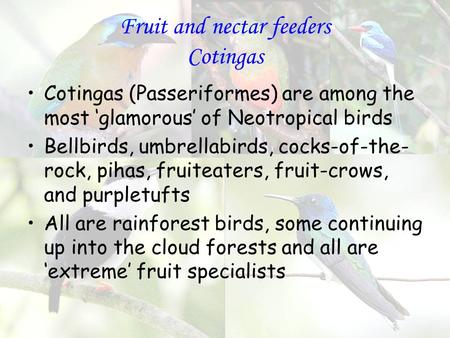 Fruit and nectar feeders Cotingas Cotingas (Passeriformes) are among the most ‘glamorous’ of Neotropical birds Bellbirds, umbrellabirds, cocks-of-the-