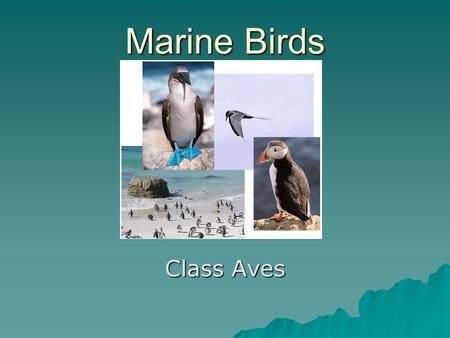 Marine Birds Class Aves.