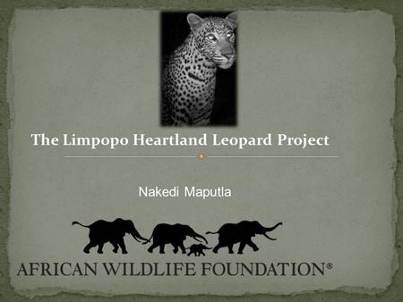 Nakedi Maputla The Limpopo Heartland Leopard Project.