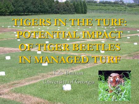 TIGERS IN THE TURF: POTENTIAL IMPACT OF TIGER BEETLES IN MANAGED TURF Kris Braman University of Georgia.