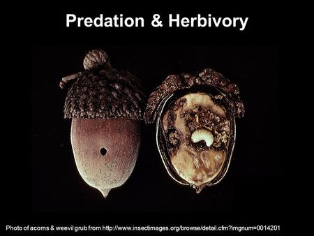 Predation & Herbivory Photo of acorns & weevil grub from