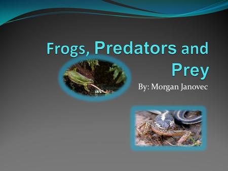 By: Morgan Janovec. An interesting diet Frogs are mostly carnivores. Although some of them eat fruit. Different frogs have different ways of eating. Some.