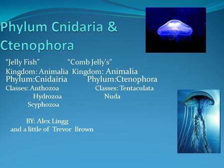 Phylum Cnidaria & Ctenophora