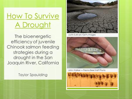 How To Survive A Drought The bioenergetic efficiency of juvenile Chinook salmon feeding strategies during a drought in the San Joaquin River, California.