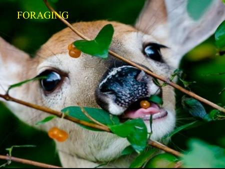 FORAGING. ASK THE FOLLOWING QUESTION: 1. WHAT FOOD ITEMS SHOULD A FORAGER EAT? Diet Selection Models Imagine a predator seeking prey: Finds either prey.