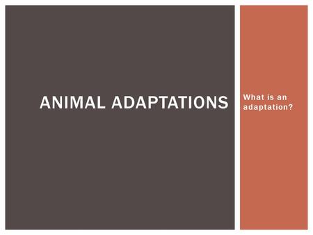 What is an adaptation? ANIMAL ADAPTATIONS. What is a predator? PREDATOR ADAPTIONS.