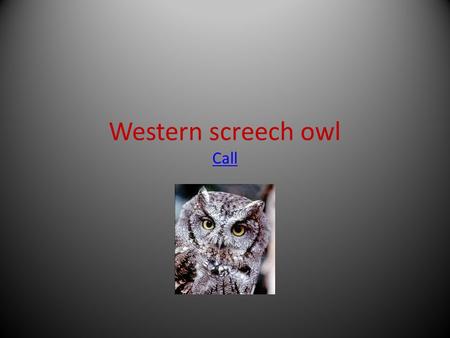 Western screech owl Call Call. The scientific name for this bird of prey is otus kennicottii What makes a bird of prey a bird of prey is it has sharp.