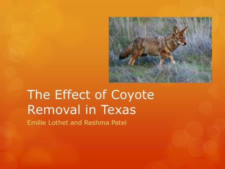 The Effect of Coyote Removal in Texas Emilie Lothet and Reshma Patel.