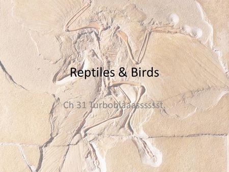 Reptiles & Birds Ch 31 Turboblaaasssssst.. What is a reptile?! All reptiles evolved from stem reptiles, the first animals to become adapted to life on.