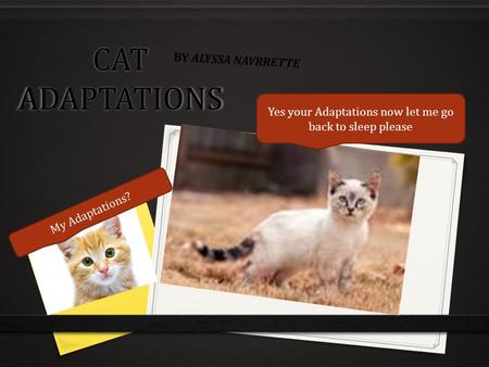CAT ADAPTATIONS BY ALYSSA NAVRRETTE My Adaptations? Yes your Adaptations now let me go back to sleep please.