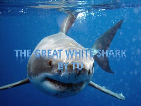 The Great White Shark By tu.