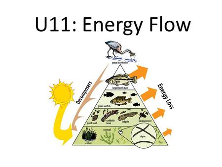 U11: Energy Flow ECDCICA.