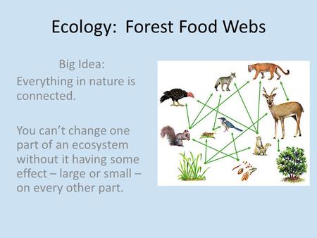 Ecology: Forest Food Webs Big Idea: Everything in nature is connected. You can’t change one part of an ecosystem without it having some effect – large.