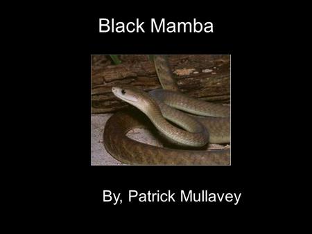 Black Mamba By, Patrick Mullavey. General Information The black mamba is a reptile. Its scientific name is dendroaspis polylepsis They generally live.