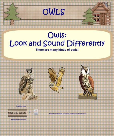 Graphics from: & & Wikipedia Commons Owls: Look and Sound Differently There are many kinds of owls! OWLS Photos from Wikipedia Commons, and linked to their.