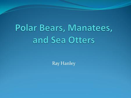 Ray Hanley. Polar Bears About the Polar Bear Ursus maritimus A.K.A the sea bear Polar bears range throughout the Arctic World's largest land predators.